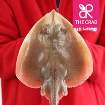 제철 서해안 간재미 생물 냉동 손질 간자미, 손질 간재미 1kg (2-4미,내장제거 위간포함), 1박스