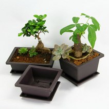 분재 화분 꽃 소나무 소사 해송 흑송 그릇 12x12