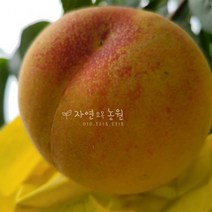 [나무판매] 자연농원 용택골드(황도)복숭아 묘목 최소구매2개, 용택(7월황도)상묘