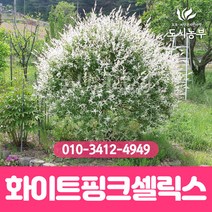 화이트핑크셀릭스/삽목2년/포트묘/10주묶음/버드나무/무늬/삼색/버들/나무/묘목/도시농부