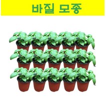 허브 모종/ 바질 모종 5개 MJ14