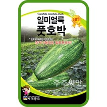일미 얼룩풋호박 씨앗 30립 / 조선호박 씨앗 종자 재배 텃밭가꾸기 채소심기