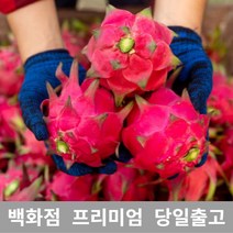 [특등급선별] 용과 2.5kg 선물 과일 열대과일 과일추천 맛있는과일 용과 용과먹는법 레드용과 적용과 붉은용과 건조용과 용과선물세트, 1개