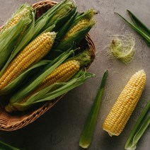 [착한식탁] 제주 초당옥수수 최상품 5개 (15cm이상)