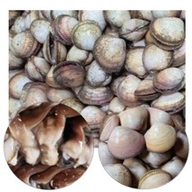 여수 새조개 1kg 10~15미