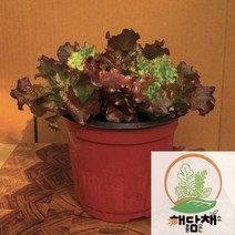 상추화분 18센티화분, 1개