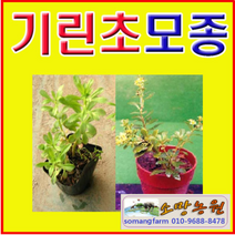 (D소망)야생화 섬기린초 기린초모종(포트)10개(선택)
