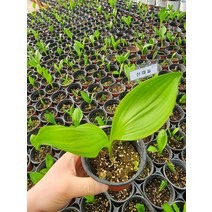 산마늘(4치화분) 명이나물 노지월동