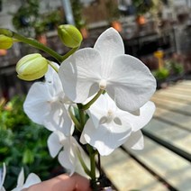호접란 서양난 화분 키우기실내 거실화분 개업축하화분 꽃 선물 대성식물
