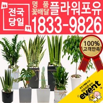 개업화분 인테리어식물 배송 떡갈나무 대엽홍콩 뱅갈고무나무 관음죽 알로카시아 소철 극락조 만냥금 무늬벤자민 파키라 당일, (선택32)천냥금
