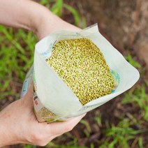 유기농 녹미쌀 국산 녹색쌀 찰녹미 햇잡곡 녹미, 찰녹미(유기농) 2kg, 1개