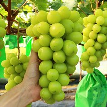 상주 샤인머스켓 포도 4kg 6~8수 고당도 아삭한식감 포도, 단품