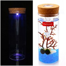 애완 반려 식물 마리모 키우기 LED 유리병 8X24CM
