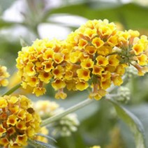 모종/붓들레아(부들레야)-선골드 화분지름10cm SJ139, 1개