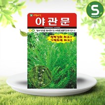 솔림텃밭몰 야관문씨앗 20g 비수리 야관문 약초 씨앗 종자, 단품
