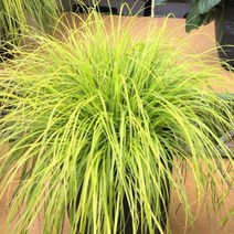 모종/수크령(골드) 7치화분 G1442