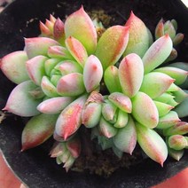 러브코리아 맥도가리 키우기 쉬운 실내 거실 다육 식물 화분 랜덤발송, 단품
