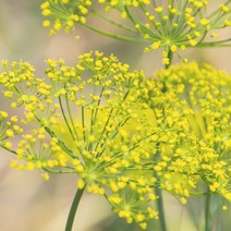 프랑스와즈 펜넬 스윗 에센셜오일, 30ml