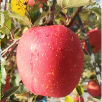 사과 영주소백산사과 10K 대과 26-33과 내외 풍기사과