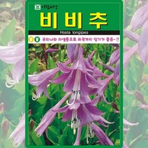 비비추 씨앗 비비추 씨 꽃 종자 20립, 1개