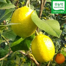 [레몬에이드15] 썬키스트 레몬에이드 350ml, 15개