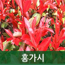 순희농장 홍가시레드로빈 홍가시묘목 레드로빈홍가시나무묘목, 홍가시포트(80cm전후), 2개
