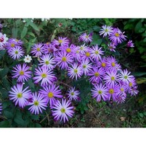 청화쑥부쟁이 노지월동다년초 (모종5개묶음) 가을까지 오래피는꽃 규격8cm포트묘 [꽃심야생화], 1세트