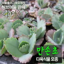 [허브여울모종] 만손초 모종 (서울육묘생산 허브여울판매 정품다육모종), 10개
