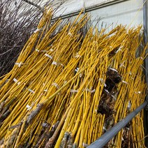 황금회화나무 묘목 1년생 특묘 조경수 원예 가든 관상수 행운나무 정원