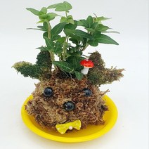 볼 토피얼 식물 화분 만들기2인(식물아이비)