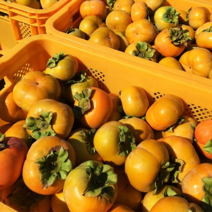 산지직송 경남 창원 진영 가정용 고당도 햇 단감 1박스 10kg, 1개