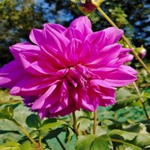 다알리아 바빌론 미첼-1뿌리(대형)