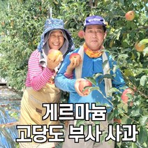 함양 고당도 게르마늄 부사 사과, 10kg 꼬마과(51-60과)