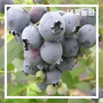 블루베리 엘리자베스 결실주(화분) (배송비 별도 문의)