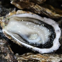 산지직송 바다의땅 통영 싱싱 석화 굴 구이용 찜용 3kg 5kg 10kg