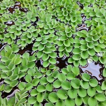 살비니아 쿠쿠라타(5뿌리)
