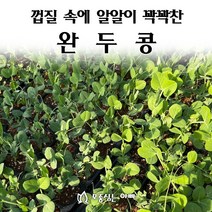 [모종심는아빠] 껍질속에 알알이 꽉들어 찬 완두콩, 모종10개