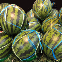 산지직송 당일수확 함안 국내산 고당도 하우스 꿀 수박 1-2통 4kg 내외, 2개