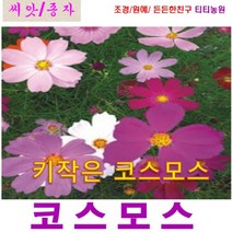 희귀씨앗 ) 키작은 코스모스(왜성 코스모스) 2000립