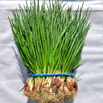 기장 쪽파 흙쪽파 1단(약 1kg내외) [노블프레쉬], 흙쪽파 1단(약1kg 내외), 1개