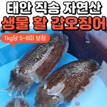 [새벽조업 당일발송] 제철 서해안 활 생물 갑오징어 숙회 볶음 통찜용 1kg 2kg 3kg, 2. 갑오징어 2kg