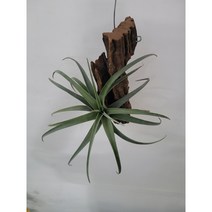 목부작 플렉수오사 행잉 공중식물 40~60cm 149