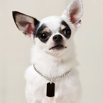 [씨트린] 강아지인식표 가죽목줄 밀리터리팬던트 L, 펜던트 타입:플랫_화이트골드 / 가죽목줄색상:화이트_27cm