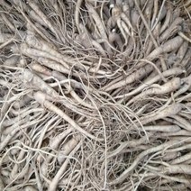 슈퍼도라지/종근(20개묶음)묘목/e1181