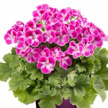 [어린모종]제라늄(영양계-리갈) : 8cm분, 핑커벨, 1개