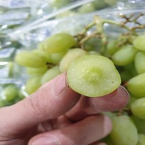 가람상점 씨없는포도 샤인머스켓 블랙사파이어 애플청포도 크림슨적포도 1kg 2kg, 애플청포도1kg, 1개