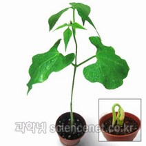 [유비네197] 강낭콩기르기 H(1인용)