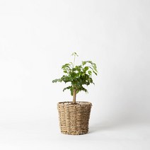 푸른베란다 공기정화식물 녹보수+왕골라탄바구니+받침 세트, 녹보수 +왕골라탄바구니 +받침세트, 세라믹화분(화이트), 선물용리본(배송 메세지 필수)