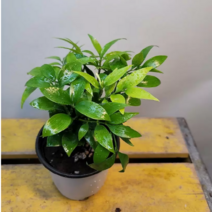 죽백나무(새로입고)