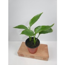 미니 극락조 2촉 소품 10~25cm 39